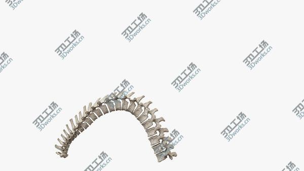 images/goods_img/20210312/Spine Rigged 3D model/4.jpg